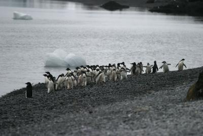 Stampeding Penguins 9846