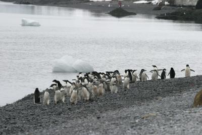 Stampeding Penguins 9847