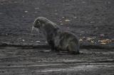 Fur Seal 9339.jpg