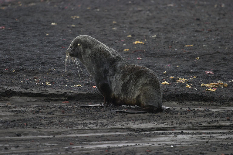 Fur Seal 9339.jpg