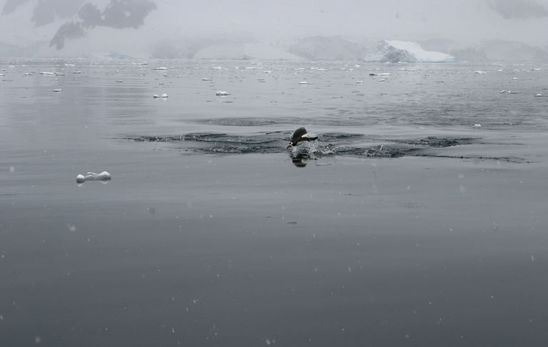 Porpoising Penguins 8880
