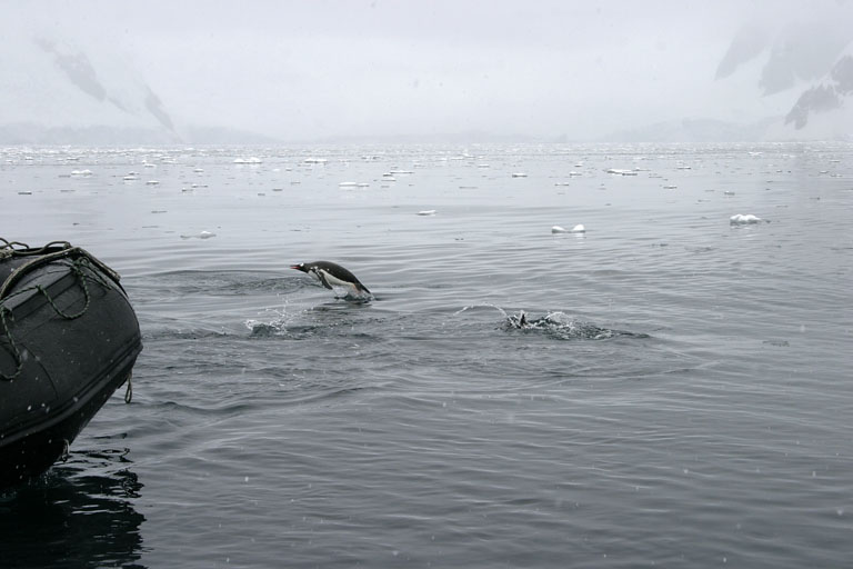 Porpoising Penguins 8882