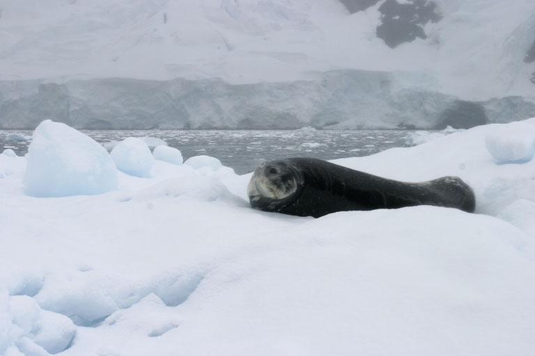 Seal on Iceberg 9024