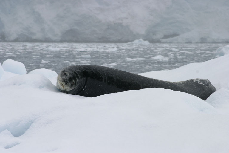 Seal on Iceberg 9032