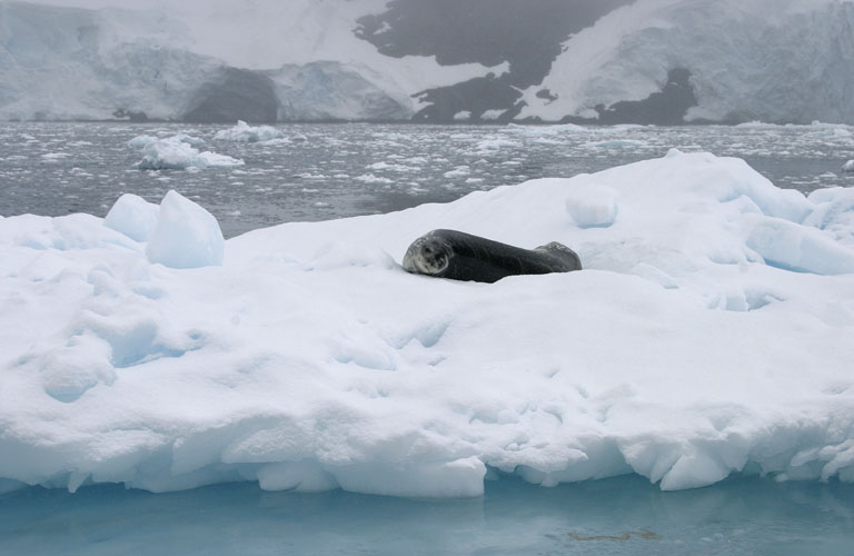 Seal on Iceberg 9043
