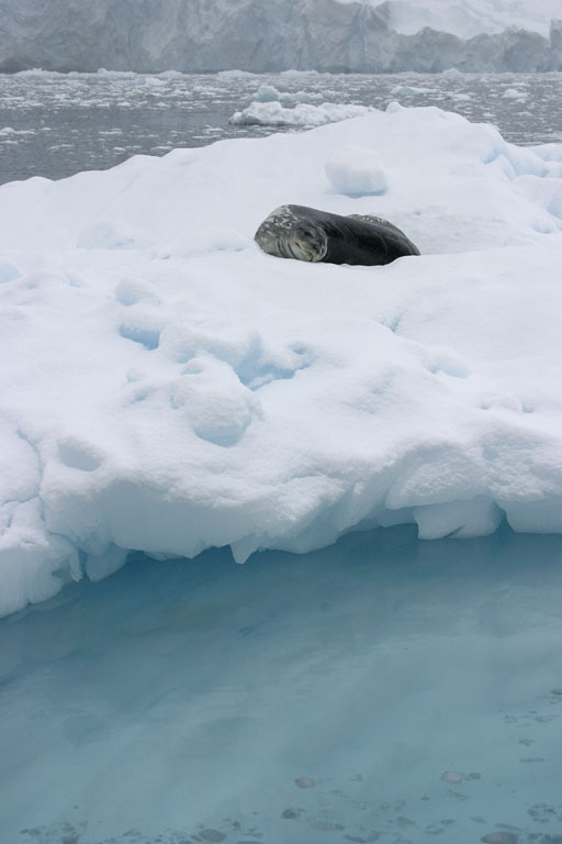 Seal on Iceberg 9045
