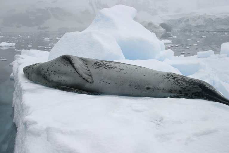 Leopard Seal 9082