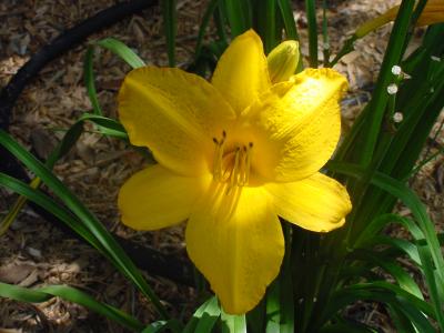 Golden Prize
