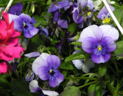 violas.JPG