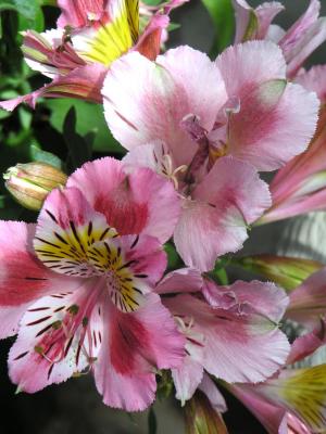 lilies.jpg