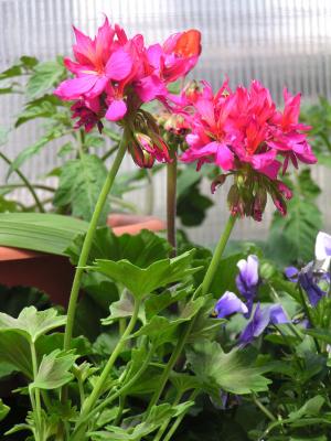 fancy leaf geranium.jpg