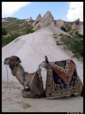The camel is mostly left alone
