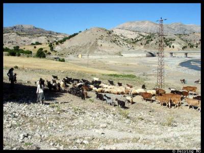 Herds of sheep, goats and cows