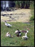 Geese family outing