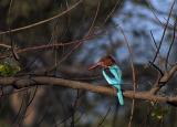 Eurasian Kingfisher