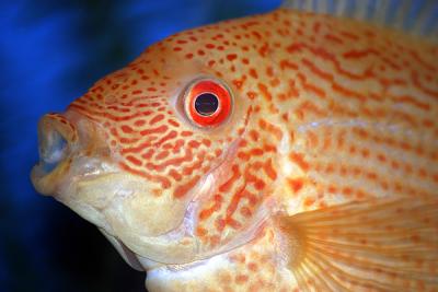 u47/fastuno/medium/25622717.GoldSeverum1.jpg