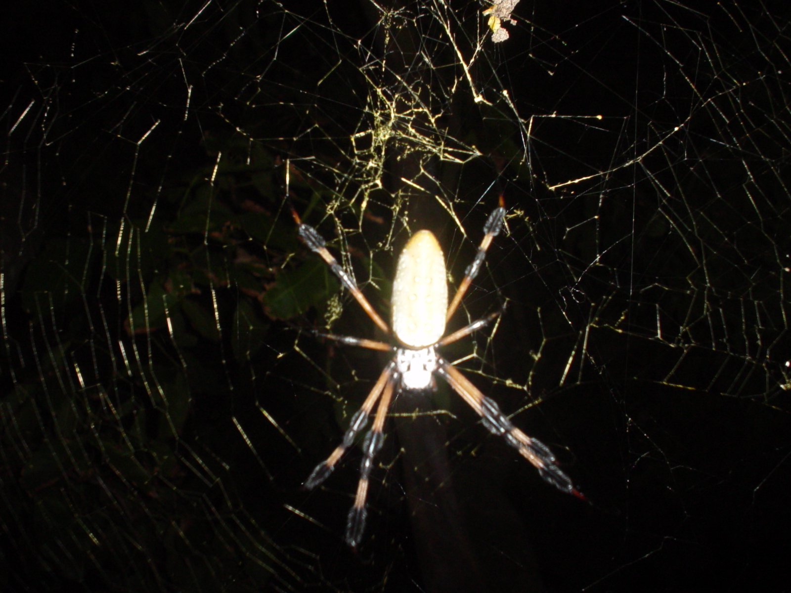 my nemesis at Treetanic Bar, Utila
