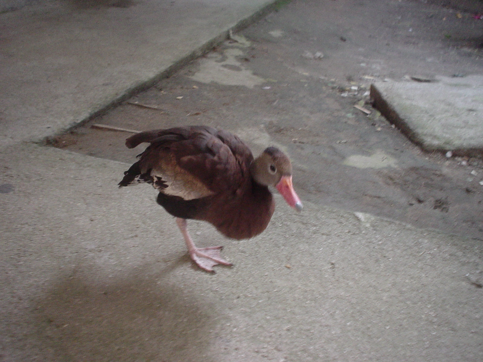 killer attack duck at Marazul, Tela