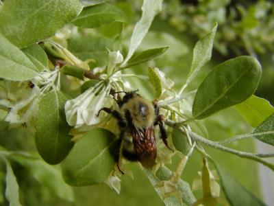 butterfly-tree6.JPG