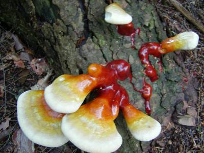 u47/fhludlow/medium/30126116.fungusred.jpg