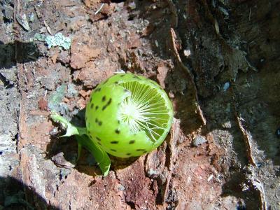 u47/fhludlow/medium/30126161.pawpaw.jpg