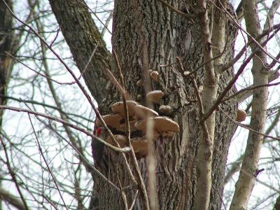 u47/fhludlow/medium/30128325.kt0304macedoniawoodpecker.jpg