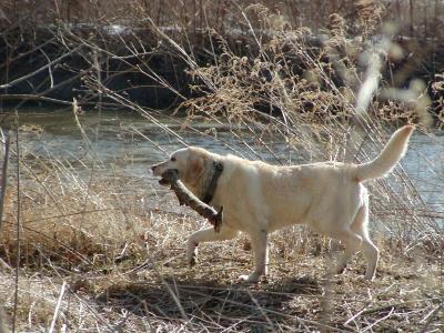 marley-big-stick.JPG