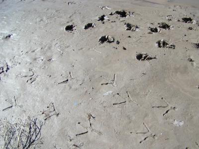 tracks2.JPG
