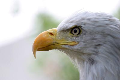u47/fischerfoto/medium/36763304.a_ft_worth_zoo_eagle.jpg