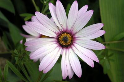 Big daisy