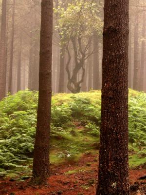 Madeiran forest