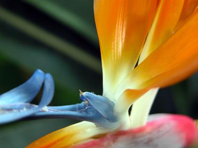 u47/fitzroy/medium/33995034.BirdofParadise.jpg