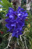 Blue orchid