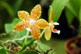 Yellow-orange orchid