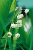 Hidden Beauty - Lily of the Valley