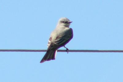 Western Kingbird