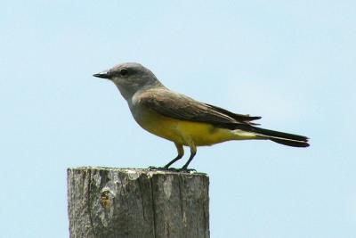 Western Kingbird