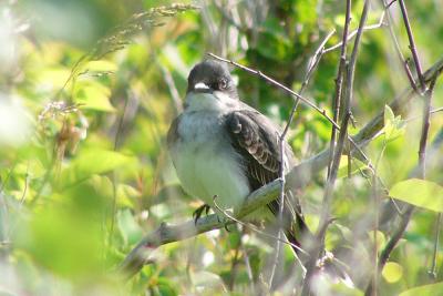 u47/fotoman/medium/31075849.ekingbird70020.jpg