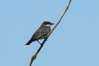 u47/fotoman/medium/31075850.ekingbird70070.jpg