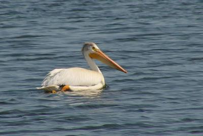u47/fotoman/medium/31087483.pelican60898.jpg