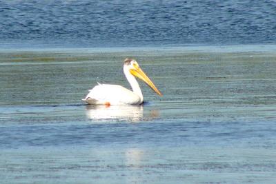 u47/fotoman/medium/31087486.pelican60885.jpg