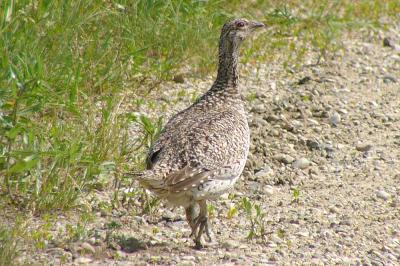 u47/fotoman/medium/31087831.grouse60863.jpg