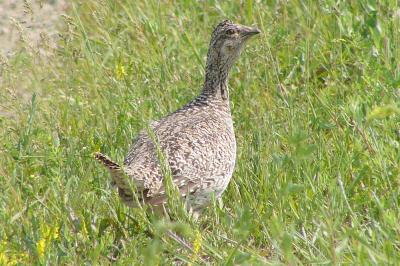 u47/fotoman/medium/31087834.grouse60871.jpg