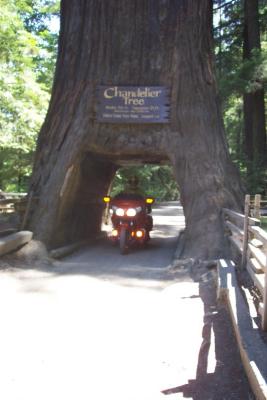 Chandalier Tree with Big Orange Bike inside it