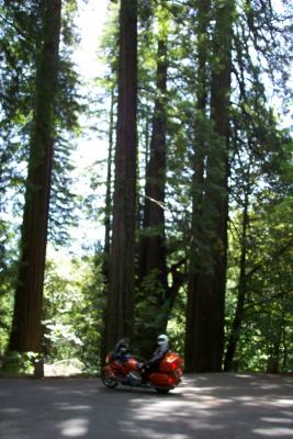 Avenue of the Giants (hwy 254) in Northern California