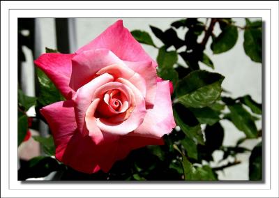 Rose on Balboa Island