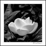 Magnolia Blossom with Leaves (LE14)