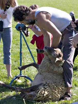 Sheep Shearing