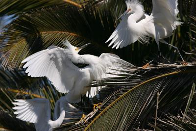 Snowy Egret Fight