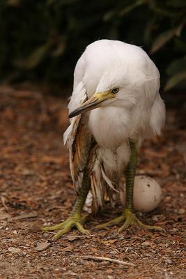 Snowy Egret Chick with Egg